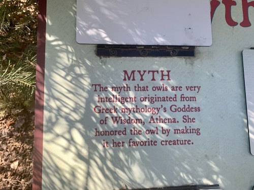 I Went To The Local Aviary Today And They Had Some Really Mean Things To Say About Owls.