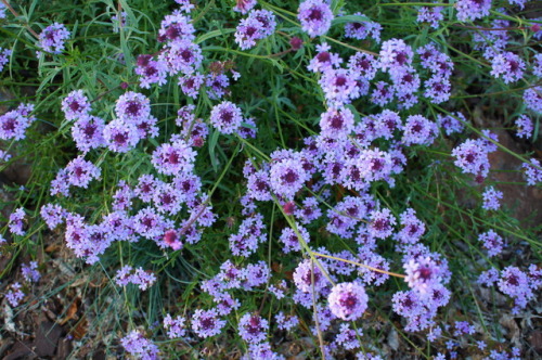 flora-file: flora-file: My Own California Superbloom in my front yard Last Year… This year lo