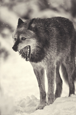 wavemotions:  Wolf-6