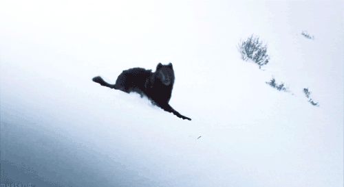 woodser:  wolf playing in the snow 