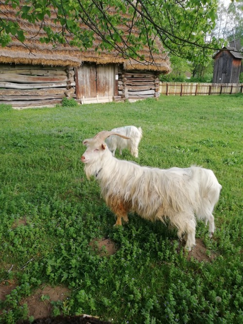 bies-from-wildland:Goats in the open air muzeum in Sanok, spring 2018 