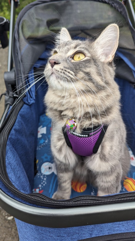 Ten Speed Out For A Stroll. She Loves It And Is So Relaxed And Interested The Entire Time.