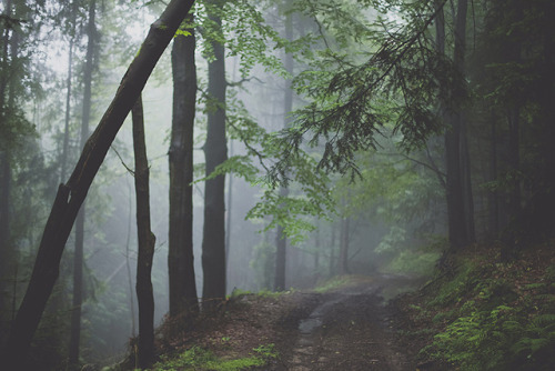 cinnamonthursdays: Misty Trail (I) By Karolina Koziel Website | Instagram | Pinterest | Tumblr