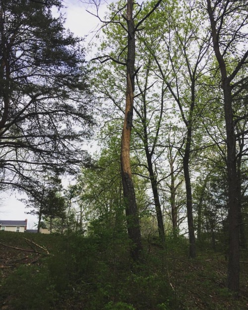 <p>Here’s a funny thing I’ve learned to spot since I’ve lived in the South. Behold the tree which has been struck by lightening. My favorite part is the spiral pattern. That’s good stuff. You know, unless it falls on you or yours. #walkswithwinston #lighteningtree #springstorms #lifebelowthemasondixon  (at Ridgetop, Tennessee)</p>