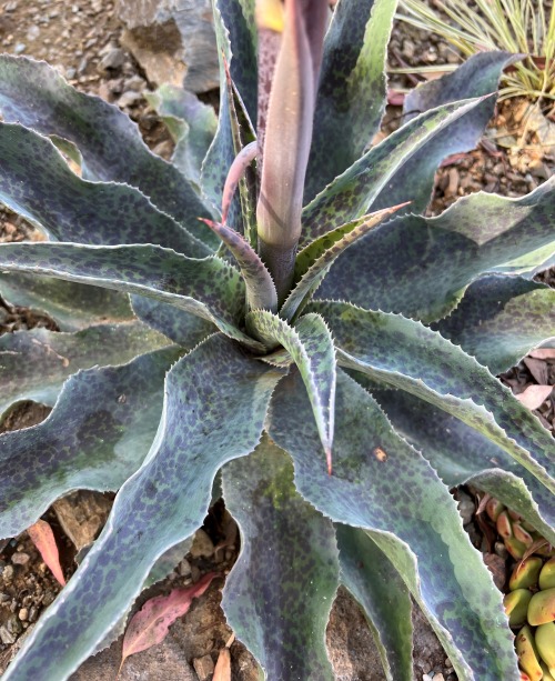 ×Mangave  ‘Mayan Queen’Agaves, often called Century Plants, are well known in