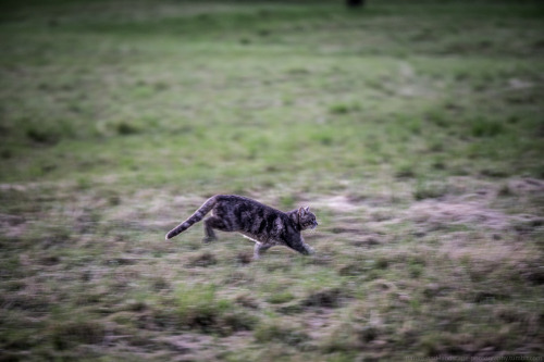 Mighty predator……running from that weird guy with the big lens… 