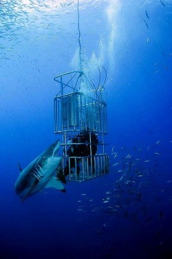 wolverxne:  Great White Shark inspects cage - by: Todd Winner 