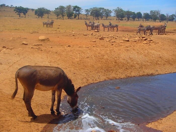 sixpenceee:Meet Patrick Kilonzo Mwalua, aka the water man, who delivers water to