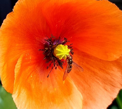 In the garden. So much activity, buzzing all around. In find it soothing. . . #poppies #gardenlife #