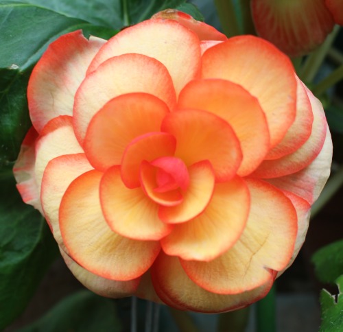 plantconstellations: shades of begonias