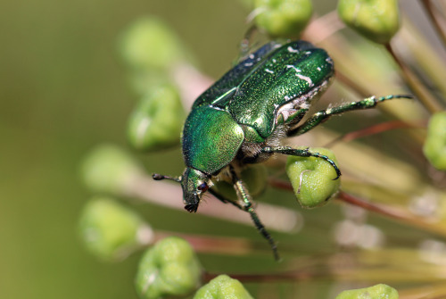 The adventures of a rose chafer.