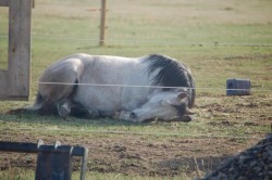 awwww-cute:  My parents raised this horse from birth. She is the only horse I’ve ever seen that sleeps like this