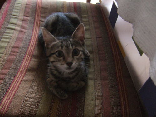 our cat when we first got her an now (1+ month later) eheh gotta love when she’s just sitting around pretending to be well behaved