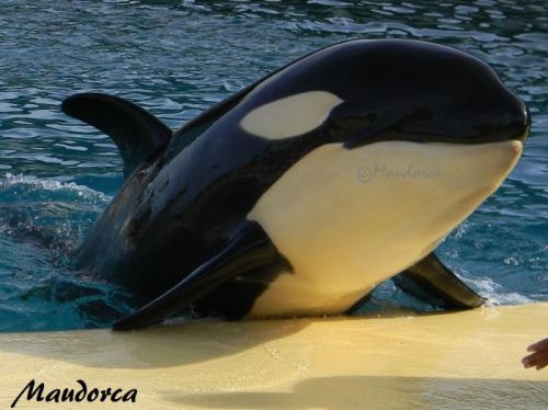 Gender: MalePod: N/APlace of Capture: Born at Marineland Antibes, FranceDate of Capture: Born March 