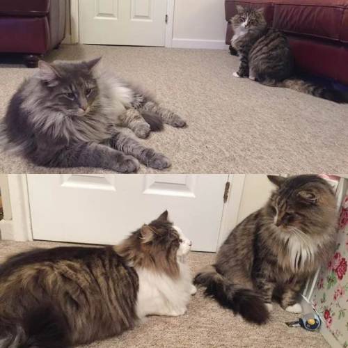 catsbeaversandducks:Missing Cat Surprised His Family After He was Found Bigger, Fluffier in a Pet Fo