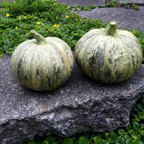 Dave grew ROUND ZUCCHINI! Aren&rsquo;t they cute? first pick. Can&rsquo;t wait to eat them. 