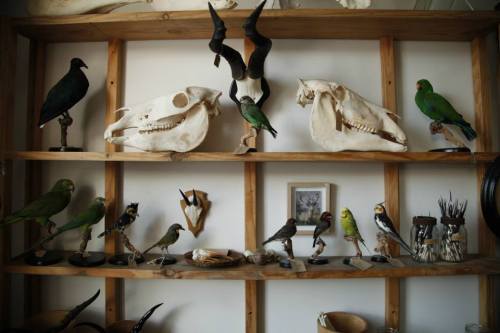 taxidermie