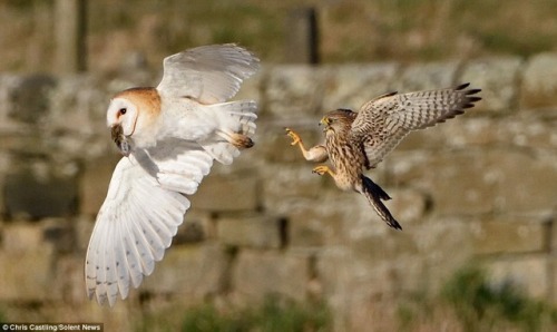 i think the barn owl won