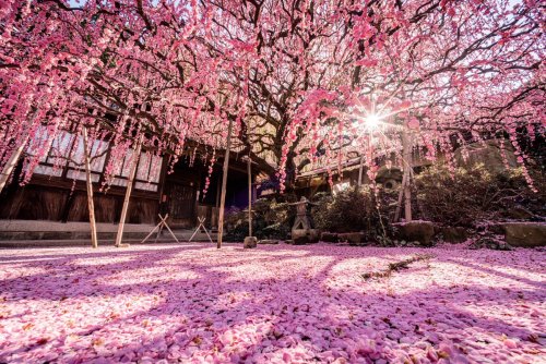 gkojax: wasabitoolさんのツイート: この景色を見るのに4年かかりました 見渡す限りピンクに染まる枝垂れ梅が美しい #淡路島 t.co/vPyfjpR9cF