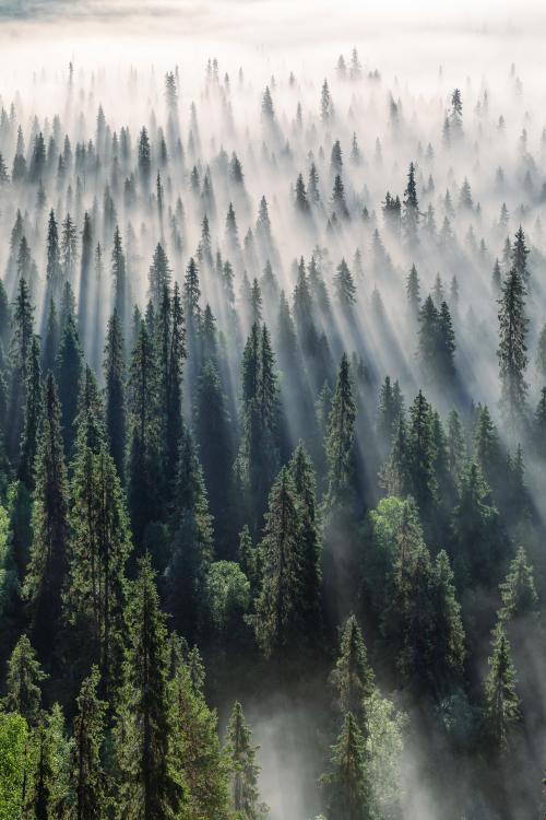 amazinglybeautifulphotography:Sunrise through foggy forest, Kuusamo Finland [OC] [3333x5000] - Author: Bansman on reddit