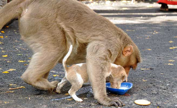 sixpenceee: Monkey Adopts A Puppy, Defends It From Stray Dogs, And Lets It Eat First