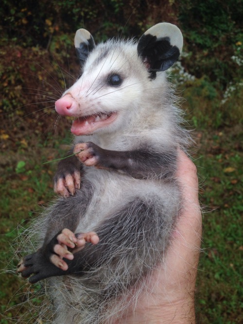 captainquinnthefisherman: This possum was in my hen house…. He’s so excited to be held