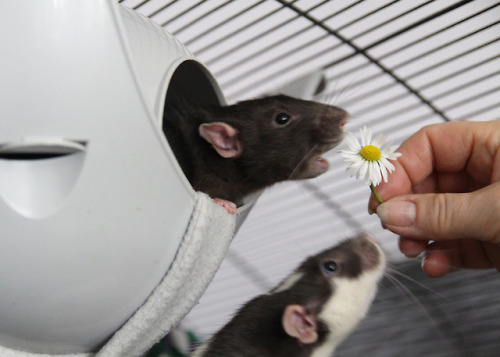 Hello spring <3 The boys got some fresh Daisies today. They loved them! <3 Healthy little snac