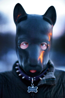huskyfur:  Portrait of me Credit: Joe Philipson