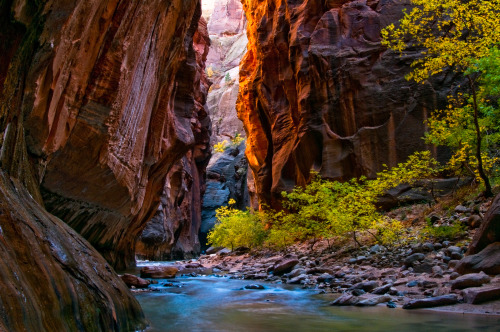 americasgreatoutdoors:  A gorgeous photo of the changing fall colors in Zion National Park (Utah). Kevin Roland captured this shot at one of the park’s most popular areas — the Narrows, a gorge with wall a thousand feet tall! 