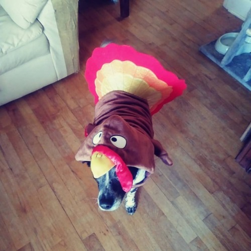 Happy Thanksgiving, everyone. From my little gobbler to yours!www.instagram.com/p/BqfdrEmgI8