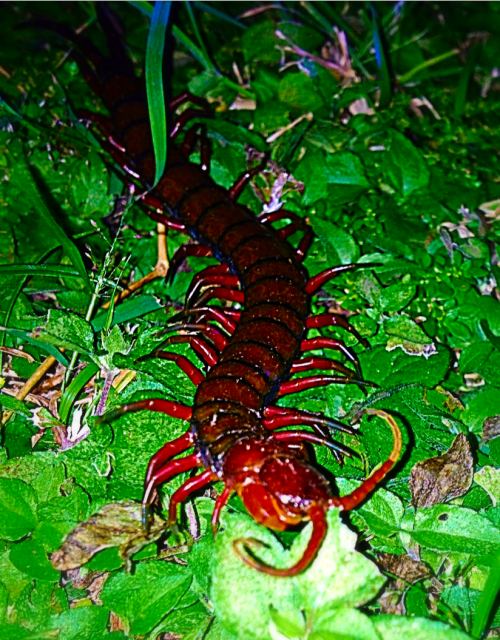 This is the Scolopendra gigantea, aka the giant centipede. It is extremely common in the Caribbean. 