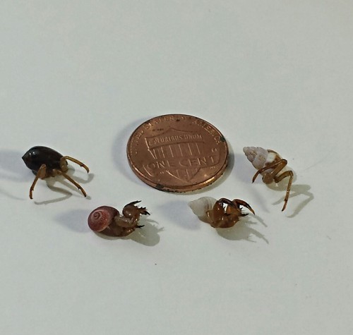 The swarm of 17 year cicadas in eastern Ohio right now has given me a lot of supplies to work with! 