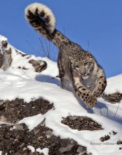 beautiful-wildlife:  On The Hunt by Danny Sullivan 