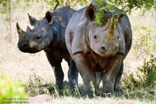 wapiti3:Black Rhinoceros (Diceros bicornis)Arno Meintjes photos