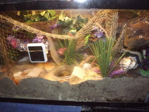 Hermie Crab Adventures — An Idea Guide to Tank Decorations