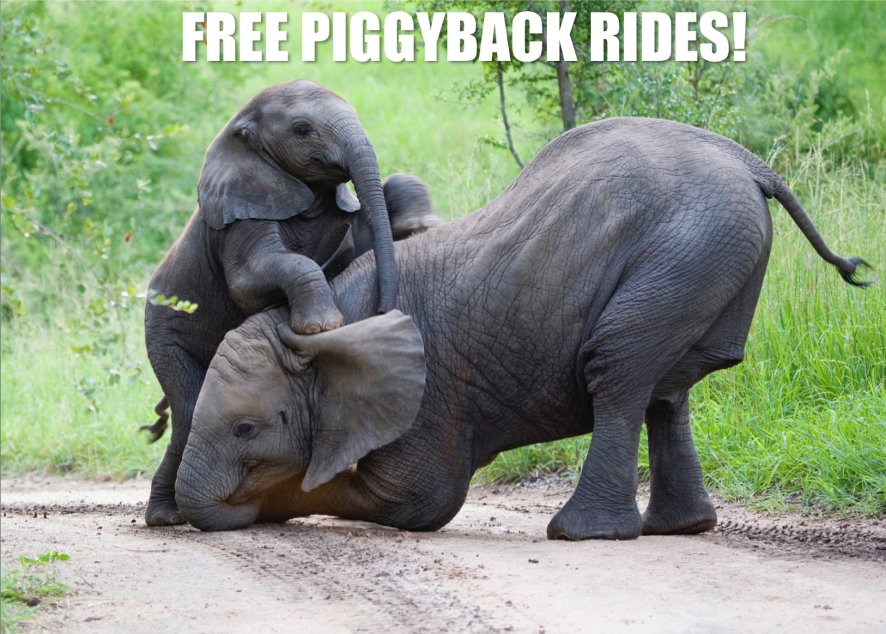 realanimaltalk:  Elephants do not sleep much. They roam over great distances while
