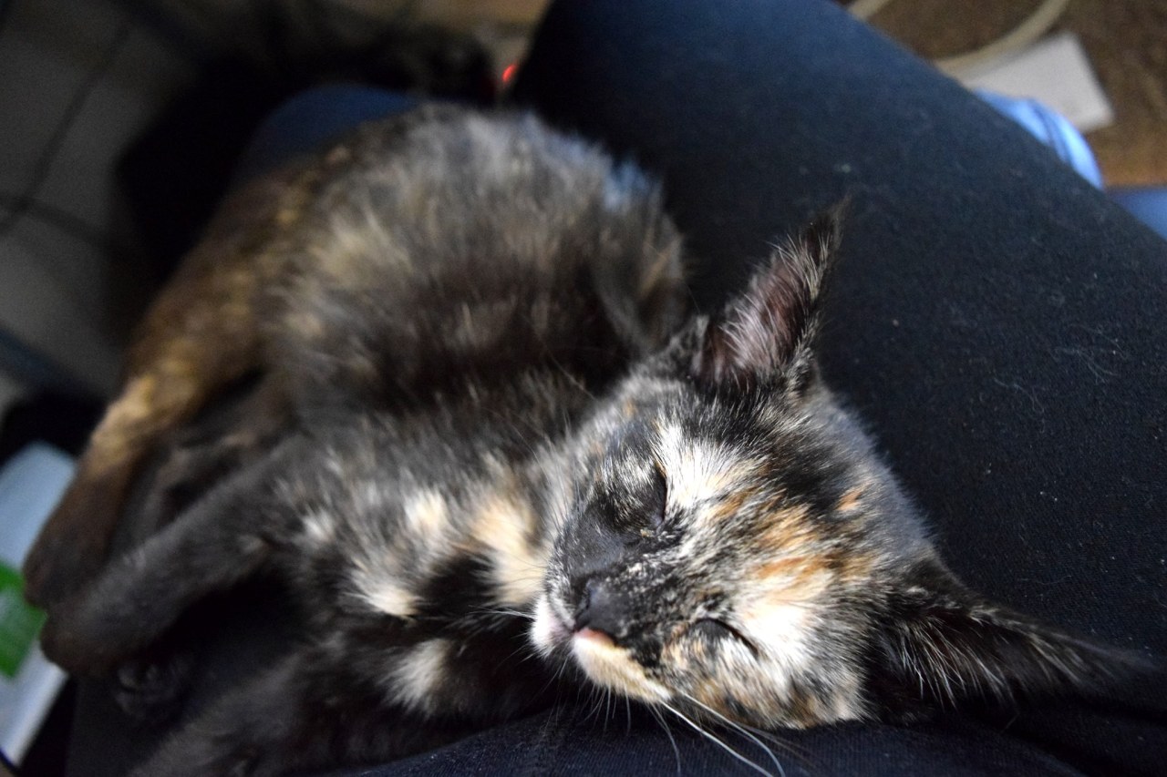 ladyshinga:  ladyshinga:  Guys it’s hard to take photos of a happy energetic little