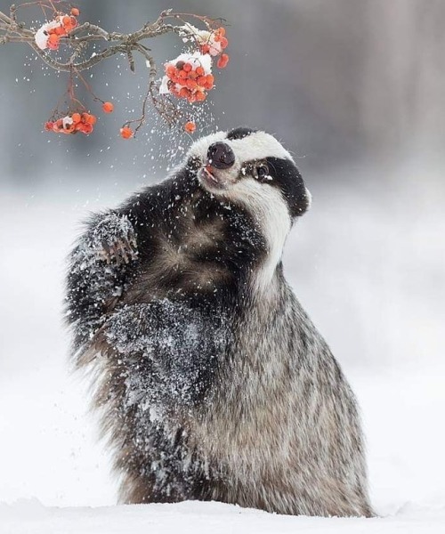 tollers-and-jack:beautiful-wildlife:Badger by © inawolfisblickwinkel@skeleton-richard