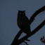 owlastronomer