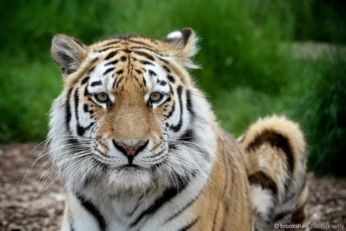 I’ve not posted for a while but it’s International Tiger Day, so…Here’s a beautiful Amur Tige