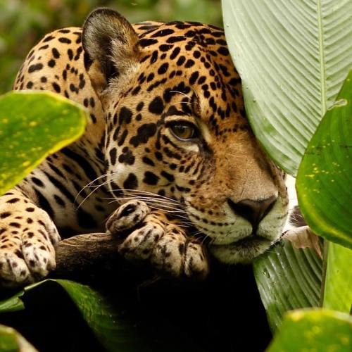 lydiamariehicks:  Precioso whispering sweet nothings to me… #jaguar #spiritanimal #zoorefugiotarqui 