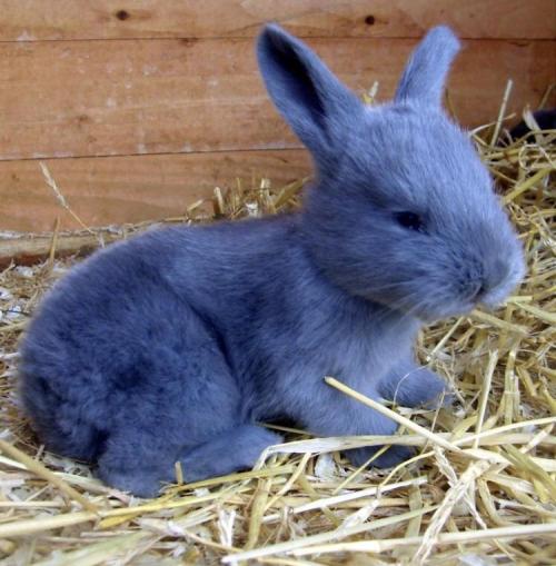 thesassybunnies: This is a REAL breed of rabbit called the Blue American Rabbit (Source)