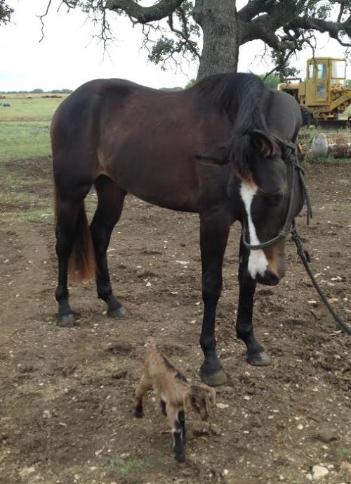 kuttithevangu: dreamsofdressage: Remind me to buy him his own goat  i love photos of horses bei