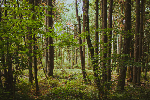 Morning Walks // Portland, OR 2018IG: http://instagram.com/stephenparkhumWeb: http://thewilderness-s