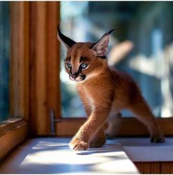 awwww-cute:Baby Caracal (Source: https://ift.tt/2Kn9EZP)