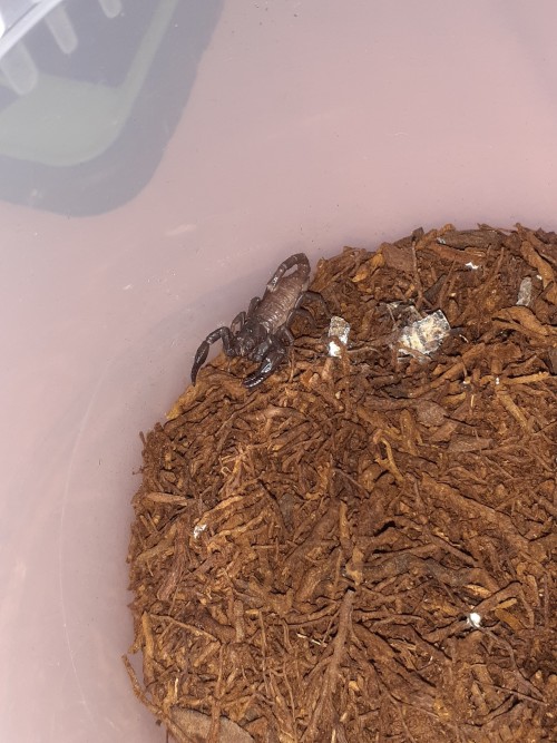 Baby Scorpions Photodump