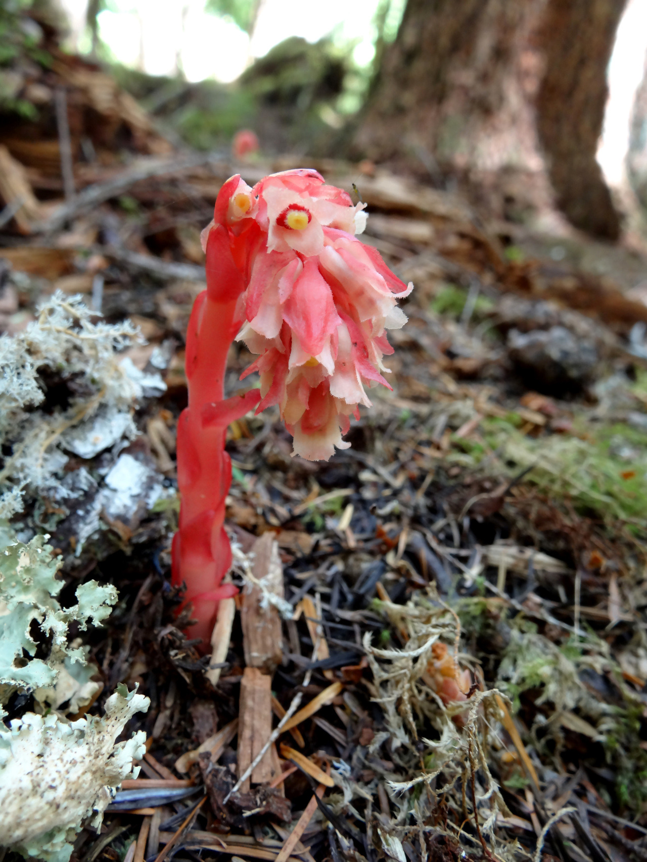 Monotropa hypopitys, often called pinesap, a parasitic plant that’s in the family Ericaceae (along with blueberries, azaleas, and many others). It parasitizes mycorrhizal fungi, which in turn have a symbiotic relationship with trees. This one was...