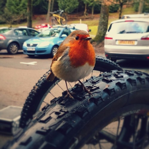 procraster-bate:  A Robin landed on my bike today  piyo♪