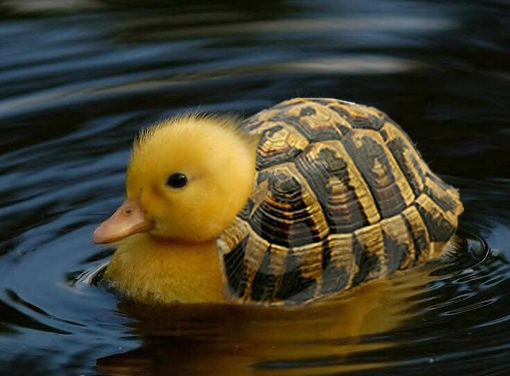 why-am-i-awake:  i-cant-decide-on-a-good-url:  omgbuglen:  Animals of a Parallel