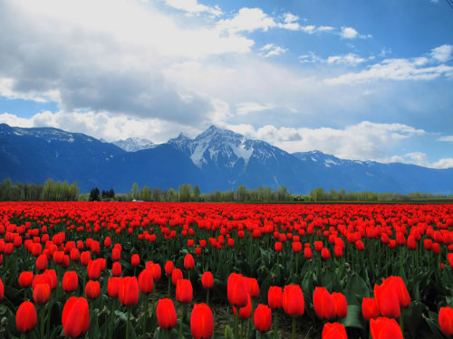 sankofalove:taktophoto:The most vivid tulips from around the worldthe colors in this are beautiful